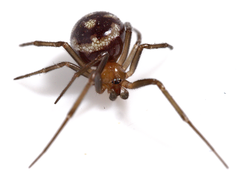 Steatoda grossa