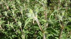 Cistus creticus eriocephalus