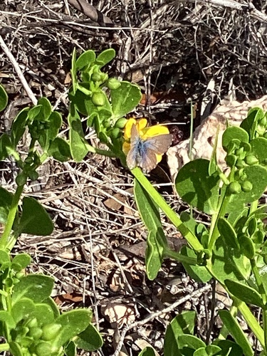 Saltbush Blue