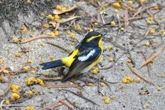 Ficedula