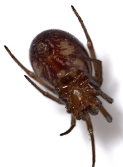 Steatoda grossa