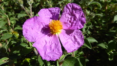 Cistus creticus eriocephalus