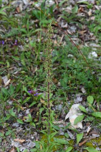 Campanula spicata, photograph 5