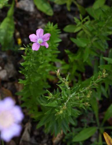 Linum viscosum, photograph 2