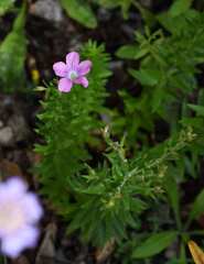 Linum viscosum, photograph (c) Matteo Martini, some rights reserved (CC BY)