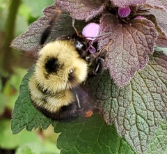 Bombus bimaculatus