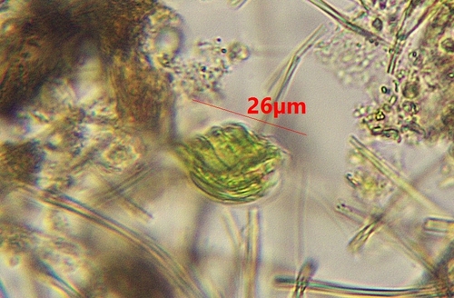 Monomorphina pyrum