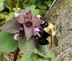 Bombus bimaculatus