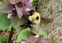 Bombus bimaculatus