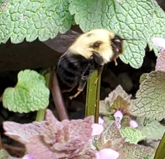 Bombus bimaculatus