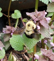 Bombus bimaculatus