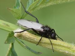Bibio leucopterus