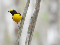 Scrub Euphonia photo 2