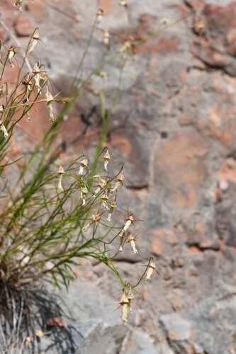 Campanula carnica