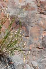 Campanula carnica