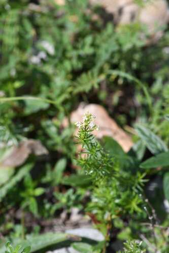 Galium anisophyllon, photograph 5