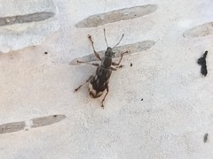 Polydrusus tereticollis