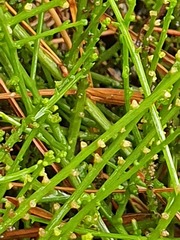 Psilotum