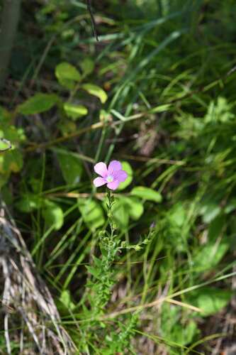 Linum viscosum