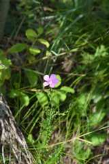 Linum viscosum