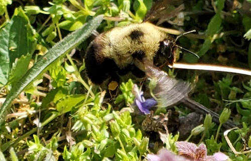 Two-spotted Bumble Bee photographed in Michigan