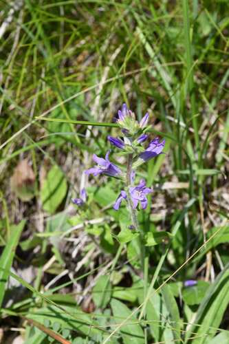 Campanula spicata, photograph 4