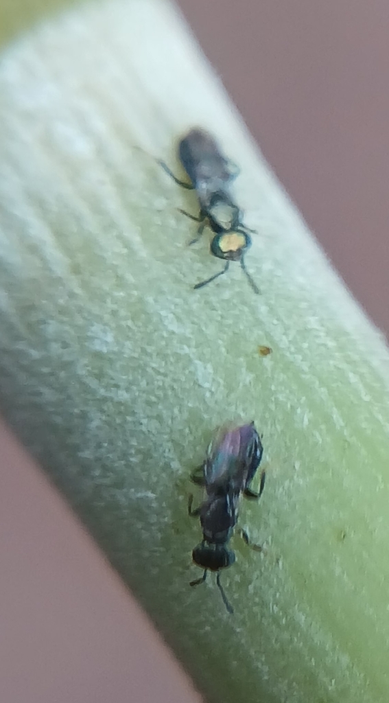 Parasitoid wasp