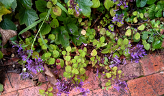 Plectranthus ambiguus
