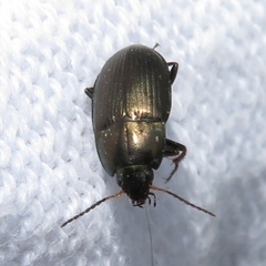 Amara similata