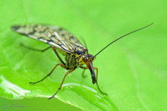 Panorpa meridionalis