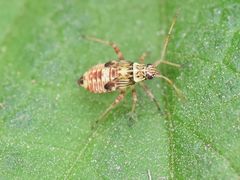 Rhabdomiris striatellus