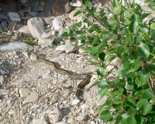 Adder