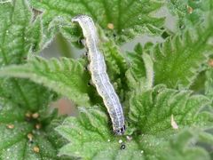 Cosmia trapezina