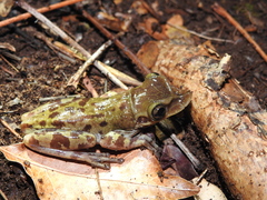 Triprion petasatus