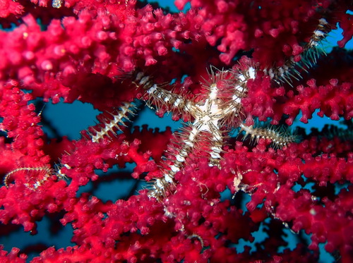Ophiacantha observed 2026-07-18