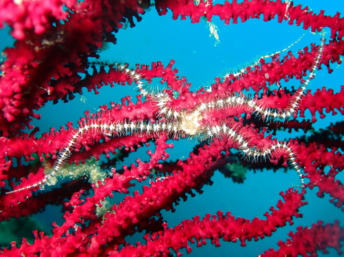 Ophiacantha observed 2026-07-18