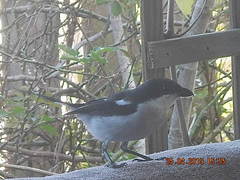 Lanius collaris collaris