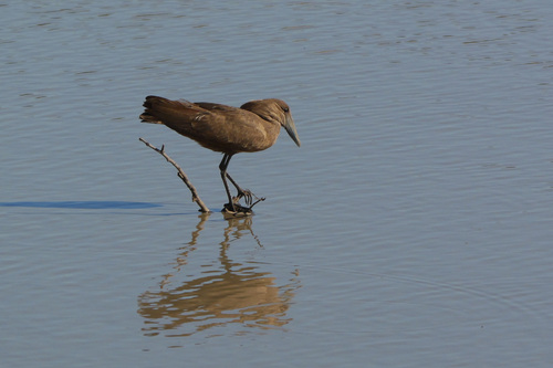 iNaturalist image