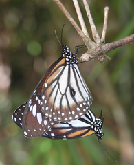 Danaus melanippus hegesippus
