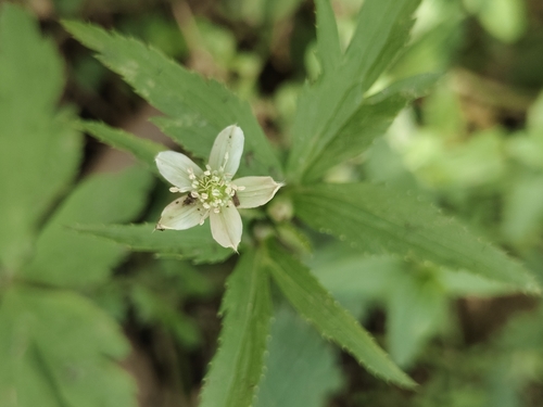 Eriocapitella rivularis, 2026-07-17