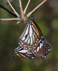Danaus melanippus hegesippus