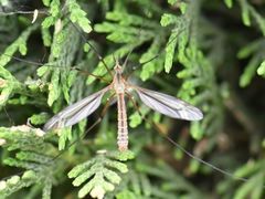 Tipula vernalis