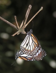 Danaus melanippus hegesippus