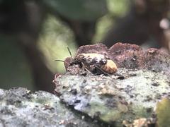 Megabruchidius dorsalis