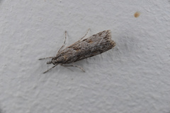 Scoparia chalicodes