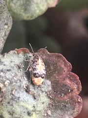 Megabruchidius dorsalis