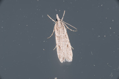 Scoparia chalicodes