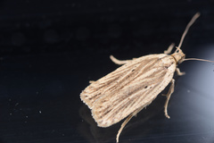 Agonopterix umbellana