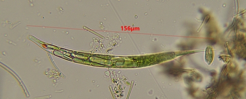 Lepocinclis acus
