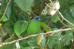 Erythrura trichroa